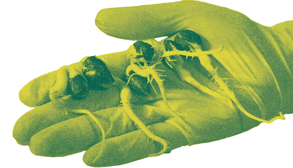 Mão segurando amendoins germinando